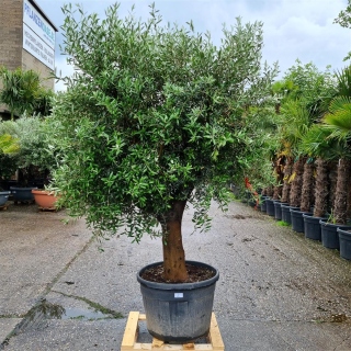 Olivenbaum "Olea Europaea" (Nr.2) 59cm Stammu....