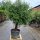 Olivenbaum "Olea Europaea" (Nr.2) 59cm Stammu. 260cm hoch