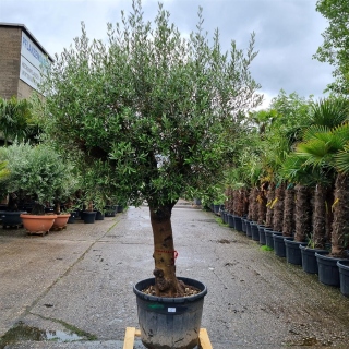 Olivenbaum "Olea Europaea" (Nr.6) 72cm Stammu....