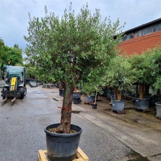 Olivenbaum "Olea Europaea" (Nr.6) 72cm Stammu....