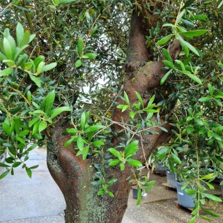 Olivenbaum "Olea Europaea" (Nr.6) 72cm Stammu. 280cm hoch