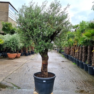 Olivenbaum "Olea Europaea" (Nr.9) 72cm Stammu....