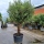 Olivenbaum "Olea Europaea" (Nr.9) 72cm Stammu. 280cm hoch