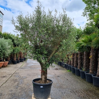 Olivenbaum "Olea Europaea" (Nr.17) 63cm Stammu....