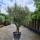 Olivenbaum "Olea Europaea" (Nr.17) 63cm Stammu. 280cm hoch