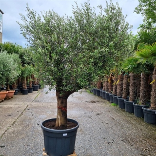 Olivenbaum "Olea Europaea" (Nr.13) 66cm Stammu....