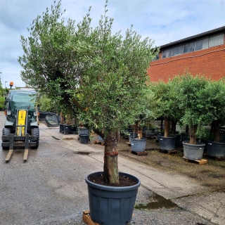 Olivenbaum "Olea Europaea" (Nr.13) 66cm Stammu. 260cm hoch
