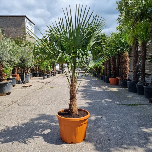 Hanfpalme "Trachycarpus Fortunei" 60-70cm Stammhöhe - 200cm hoch