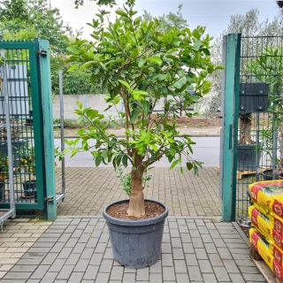 Limettenbaum "Citrus latifolia" (Nr.3) 38cm...