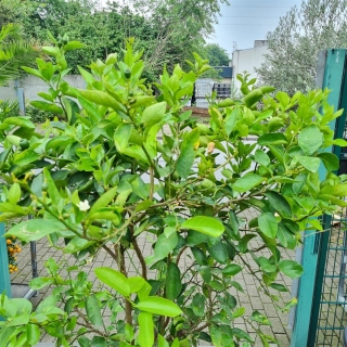 Limettenbaum "Citrus latifolia" (Nr.3) 38cm...