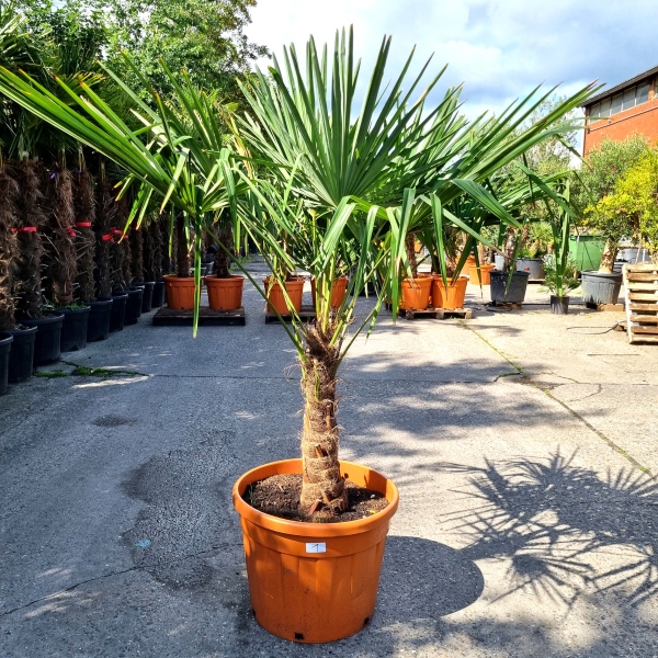 Hanfpalme "Trachycarpus Fortunei" (Nr.1) 60cm Stammhöhe - 200cm hoch