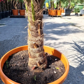 Hanfpalme "Trachycarpus Fortunei" (Nr.1) 60cm...