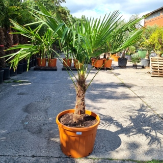 Hanfpalme "Trachycarpus Fortunei" (Nr.3) 60cm...
