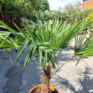 Hanfpalme "Trachycarpus Fortunei" (Nr.3) 60cm Stammhöhe - 180cm hoch