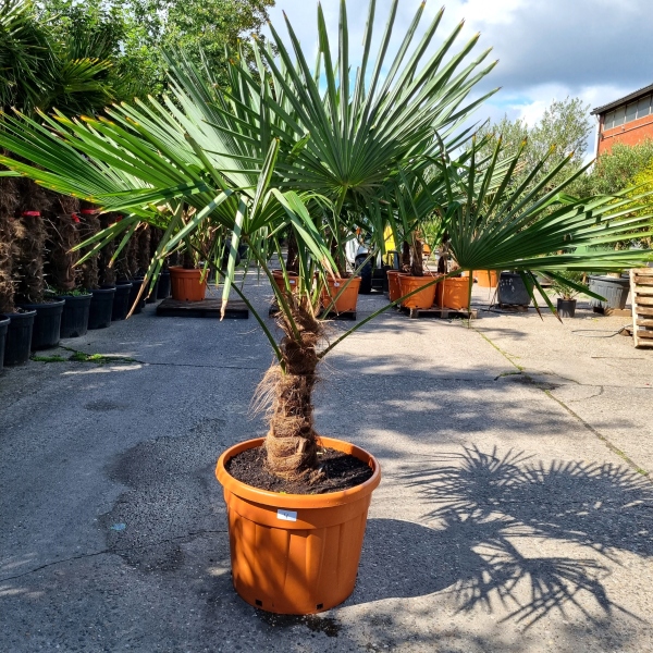 Hanfpalme "Trachycarpus Fortunei" (Nr.4) 60cm Stammhöhe - 190cm hoch