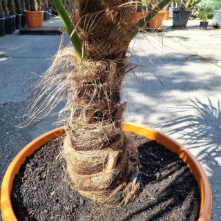 Hanfpalme "Trachycarpus Fortunei" (Nr.4) 60cm...
