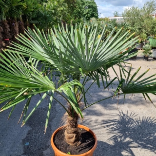 Hanfpalme "Trachycarpus Fortunei" (Nr.4) 60cm Stammhöhe - 190cm hoch