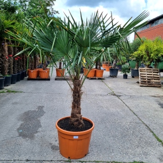 Hanfpalme "Trachycarpus Fortunei" (Nr.5) 70cm...
