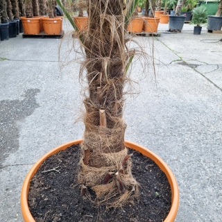 Hanfpalme "Trachycarpus Fortunei" (Nr.5) 70cm...