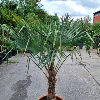 Hanfpalme "Trachycarpus Fortunei" (Nr.5) 70cm Stammhöhe - 210cm hoch