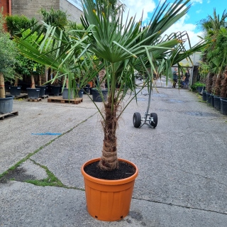 Hanfpalme "Trachycarpus Fortunei" (Nr.5) 70cm Stammhöhe - 210cm hoch