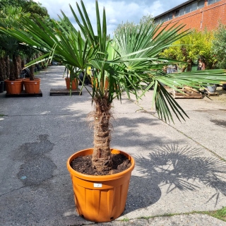 Hanfpalme "Trachycarpus Fortunei" (Nr.7) 60cm...