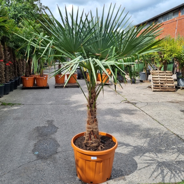 Hanfpalme "Trachycarpus Fortunei" (Nr.8) 70cm Stammhöhe - 200cm hoch