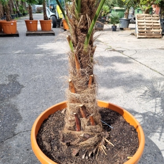 Hanfpalme "Trachycarpus Fortunei" (Nr.8) 70cm...