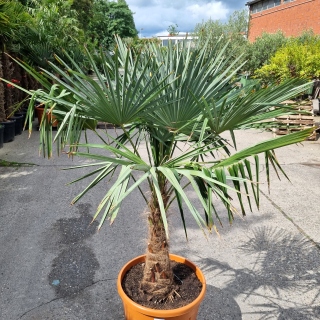 Hanfpalme "Trachycarpus Fortunei" (Nr.8) 70cm Stammhöhe - 200cm hoch