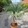 Hanfpalme "Trachycarpus Fortunei" (Nr.8) 70cm Stammhöhe - 200cm hoch