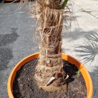 Hanfpalme "Trachycarpus Fortunei" (Nr.9) 70cm...