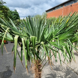 Hanfpalme "Trachycarpus Fortunei" (Nr.9) 70cm Stammhöhe - 200cm hoch