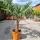 Hanfpalme "Trachycarpus Fortunei" (Nr.9) 70cm Stammhöhe - 200cm hoch