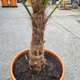 Hanfpalme "Trachycarpus Fortunei" (Nr.11) 60cm...
