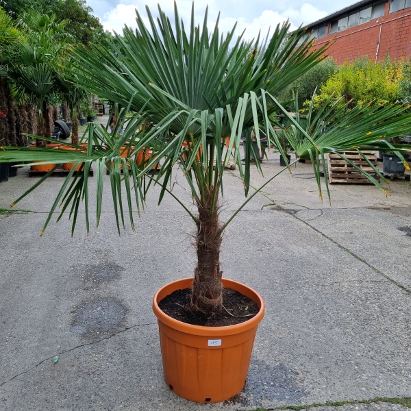 Hanfpalme "Trachycarpus Fortunei" (Nr.15) 60cm Stammhöhe - 190cm hoch