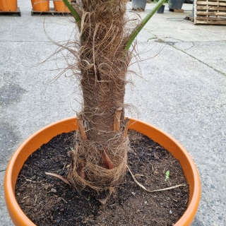Hanfpalme "Trachycarpus Fortunei" (Nr.15) 60cm...