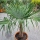 Hanfpalme "Trachycarpus Fortunei" (Nr.15) 60cm Stammhöhe - 190cm hoch