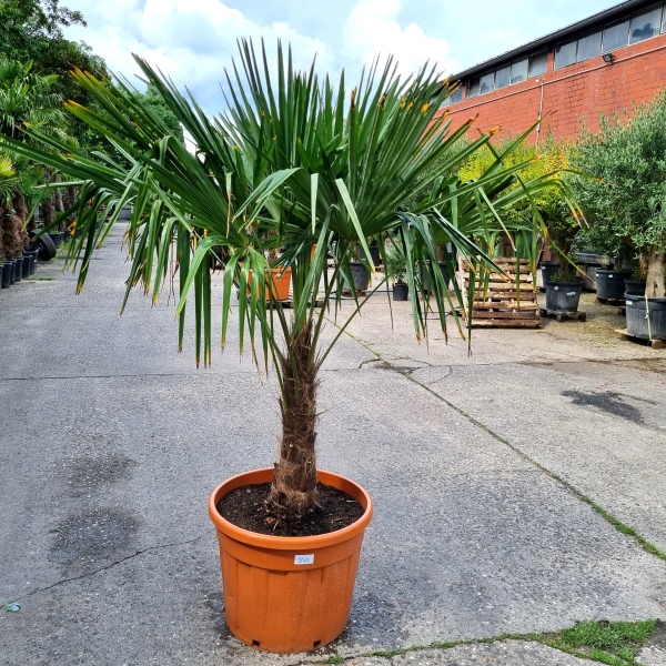 Hanfpalme "Trachycarpus Fortunei" (Nr.20) 60cm Stammhöhe - 200cm hoch