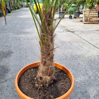 Hanfpalme "Trachycarpus Fortunei" (Nr.20) 60cm...