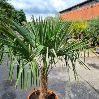 Hanfpalme "Trachycarpus Fortunei" (Nr.20) 60cm Stammhöhe - 200cm hoch