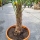 Hanfpalme "Trachycarpus Fortunei" (Nr.20) 60cm Stammhöhe - 200cm hoch