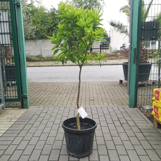 Mandarinenbaum "Citrus reticulata" 140cm hoch...