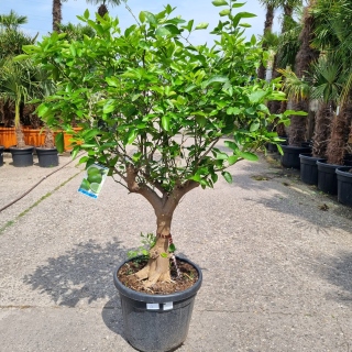 Limettenbaum "Citrus latifolia" (Nr.4) 24cm...