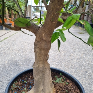 Limettenbaum "Citrus latifolia" (Nr.5) 24cm...